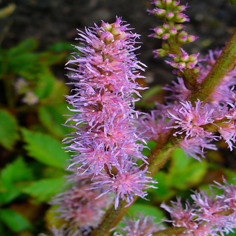 Astilbe chinensis Pumila (Floração)