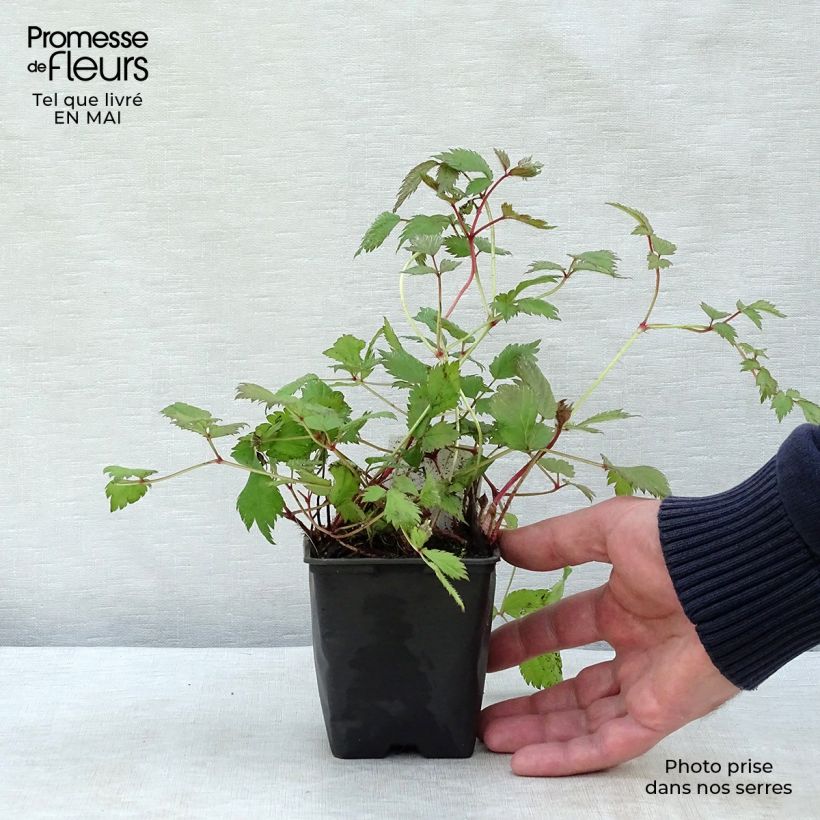 Amostra de Astilbe chinensis Pumila Vaso de 8/9 cm tal como entregue na primavera