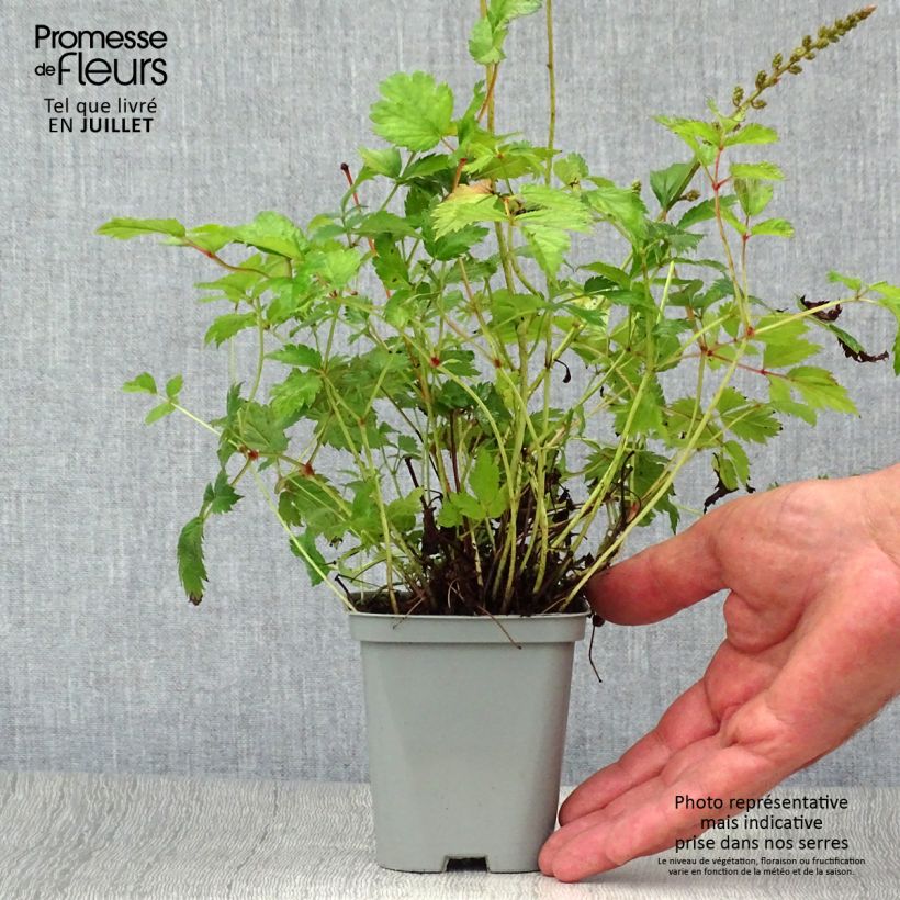 Amostra de Astilbe chinensis Pumila Vaso de 8/9 cm tal como entregue no verão