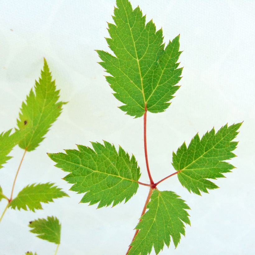 Astilbe chinensis Veronica Klose (Folhagem)