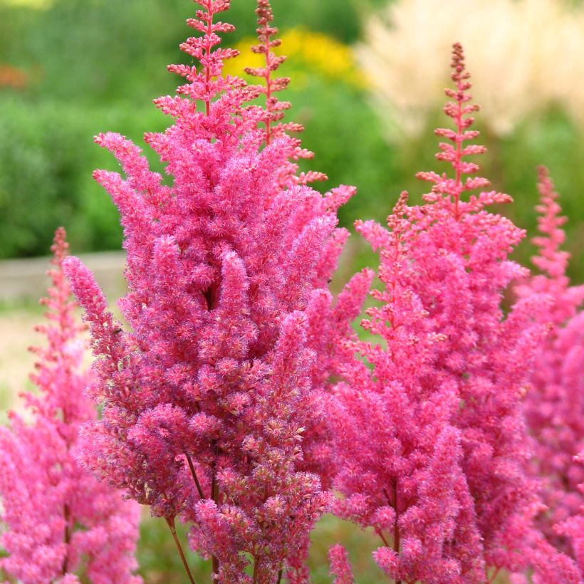 Astilbe chinensis Veronica Klose (Floração)