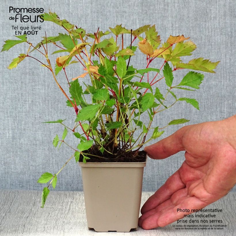 Amostra de Astilbe chinensis Veronica Klose Vaso de 8/9 cm tal como entregue no verão