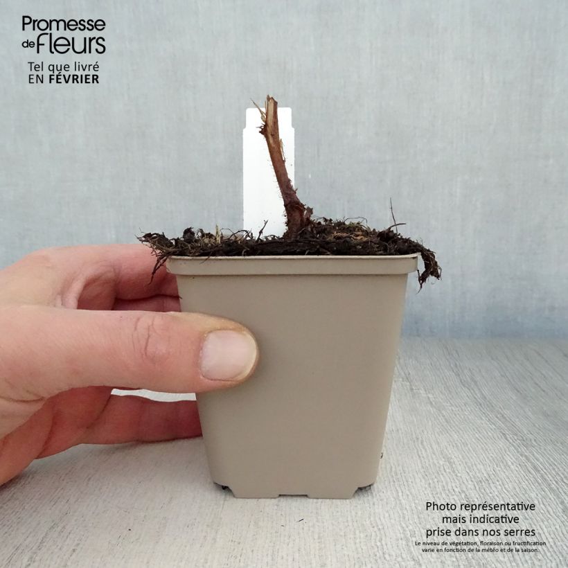 Amostra de Astilbe chinensis Visions Godet de 8/9 cm tal como entregue no inverno