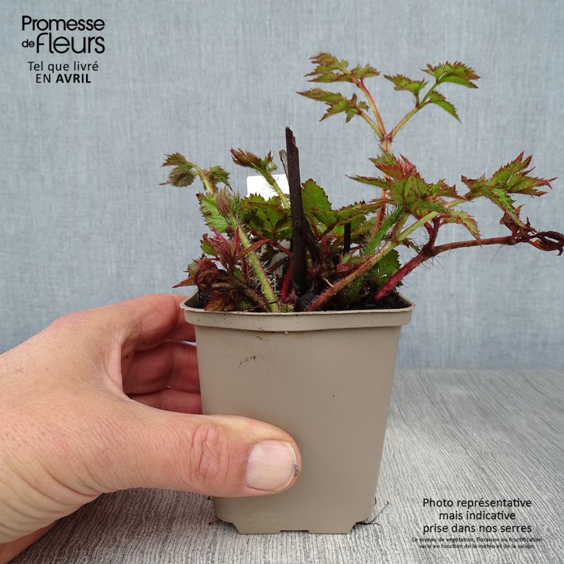 Amostra de Astilbe chinensis Visions Vaso de 8/9 cm tal como entregue na primavera