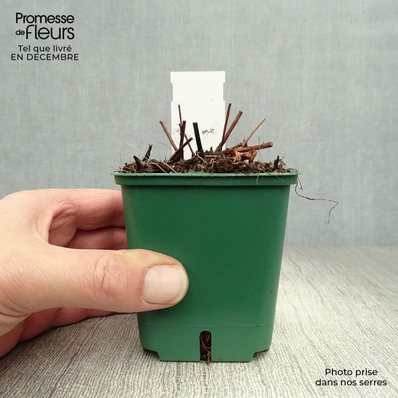 Amostra de Astilbe chinensis var. taquetii Superba Vaso de 8/9 cm tal como entregue no inverno