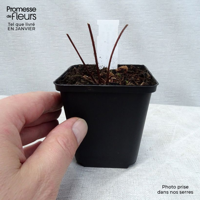 Amostra de Astilbe chinensis var. taquetii Purpurlanze Vaso de 8/9 cm tal como entregue no inverno