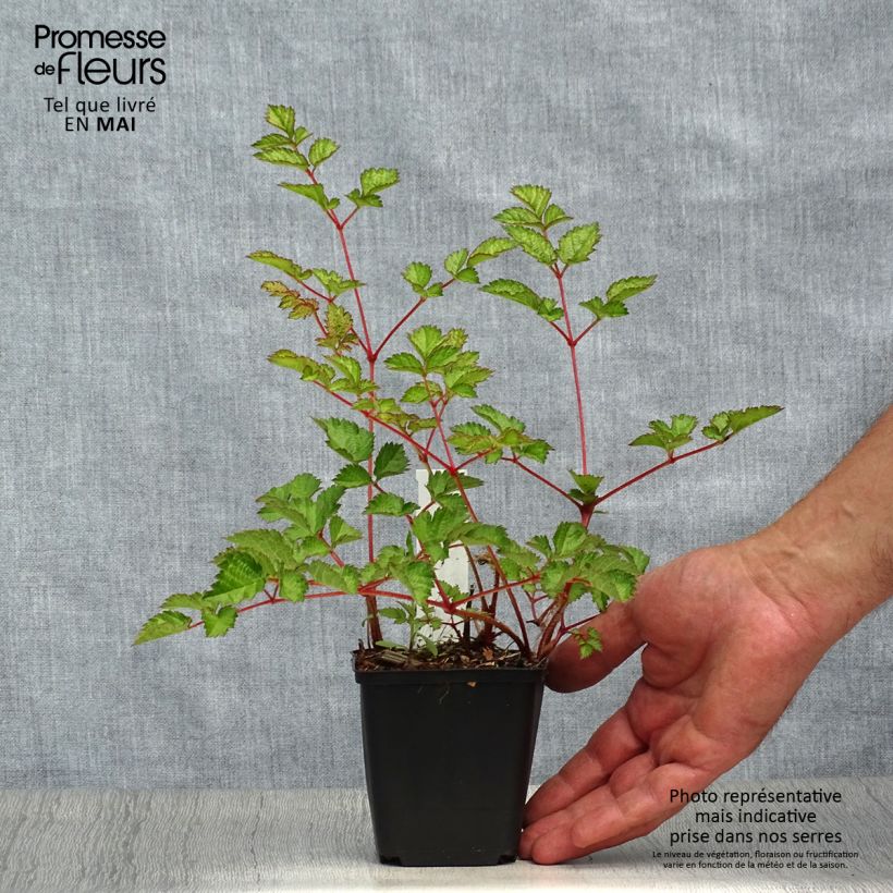 Amostra de Astilbe chinensis var. taquetii Purpurlanze Vaso de 8/9 cm tal como entregue na primavera