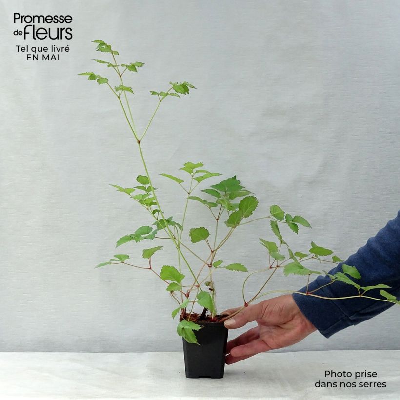 Amostra de Astilbe chinensis var. taquetii Superba Vaso de 8/9 cm tal como entregue na primavera