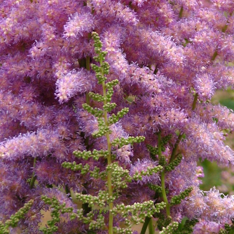 Astilbe chinensis var. davidii (Floração)