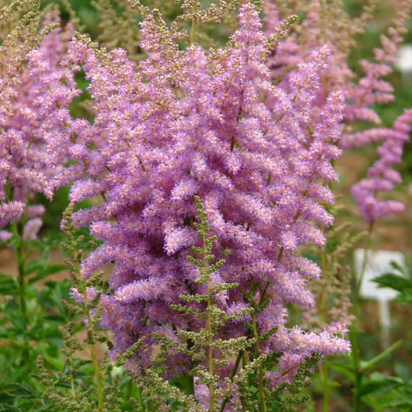 Astilbe chinensis var. davidii (Hábito)