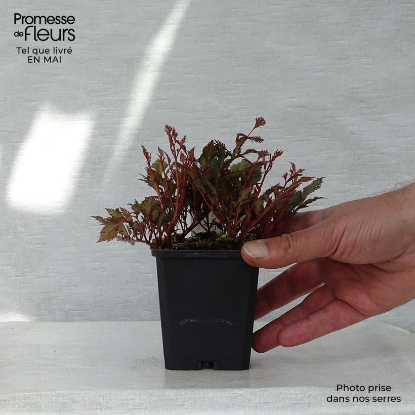 Amostra de Astilbe crispa Perkeo Vaso de 8/9 cm tal como entregue na primavera