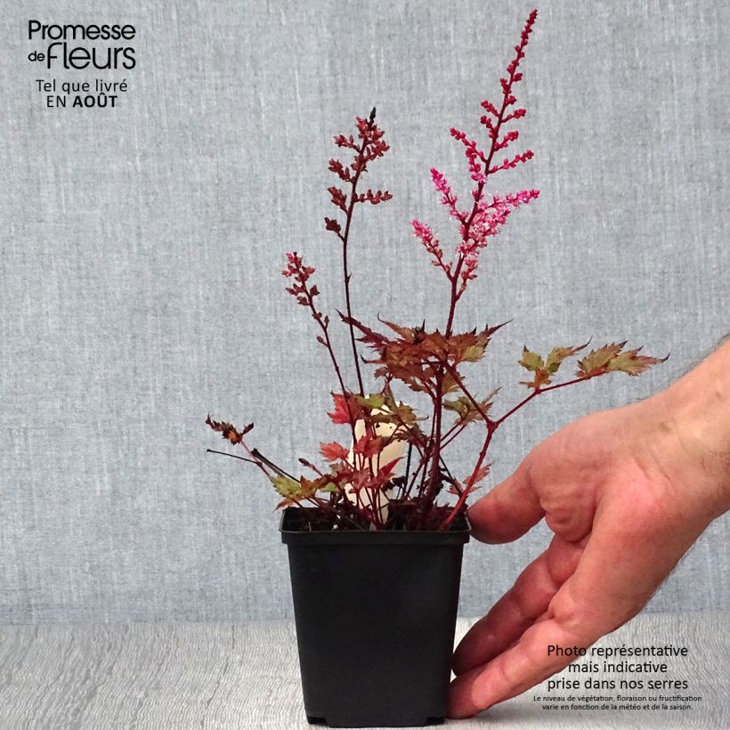 Amostra de Astilbe japonica Delft Lace Vaso de 8/9 cm tal como entregue no verão