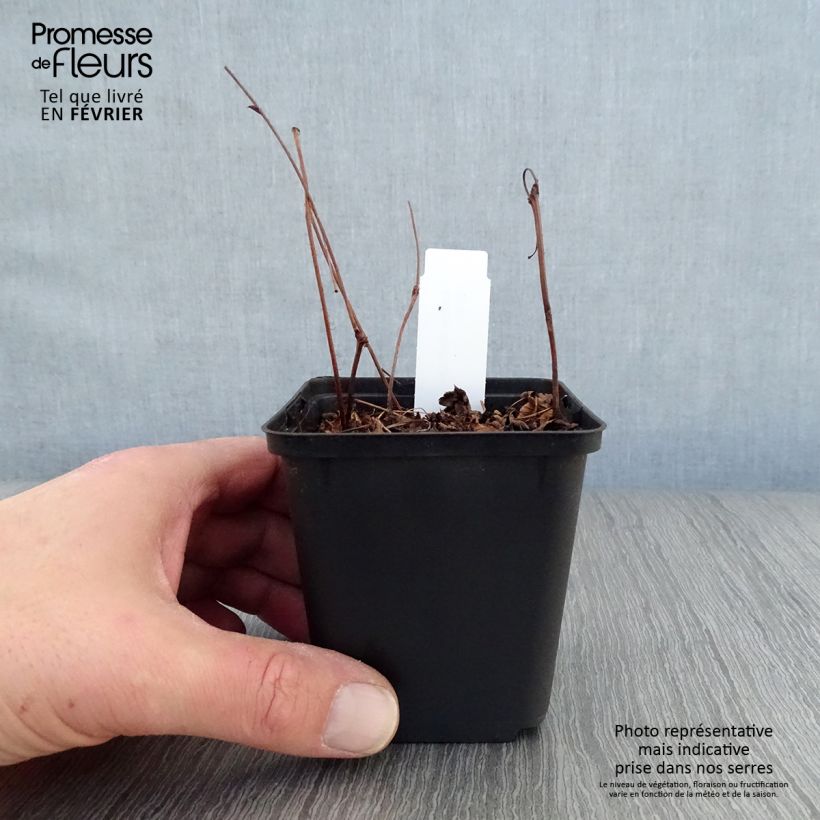 Amostra de Astilbe japonica Delft Lace Vaso de 8/9 cm tal como entregue no inverno