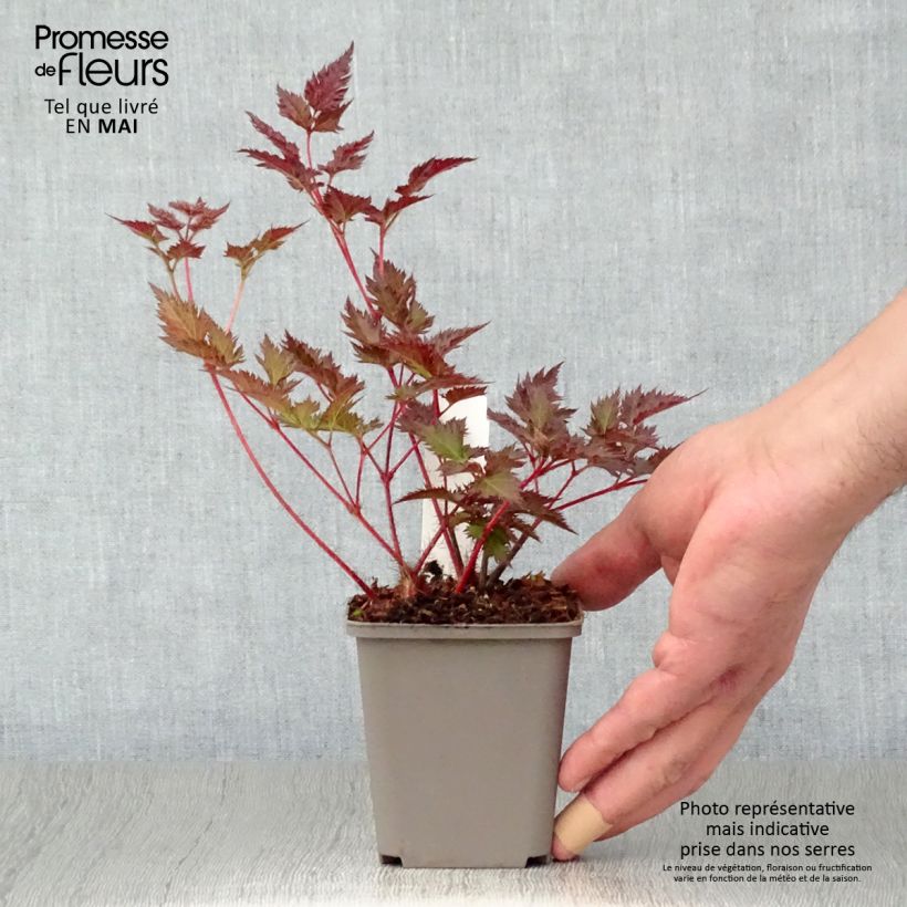 Amostra de Astilbe japonica Delft Lace Vaso de 8/9 cm tal como entregue na primavera