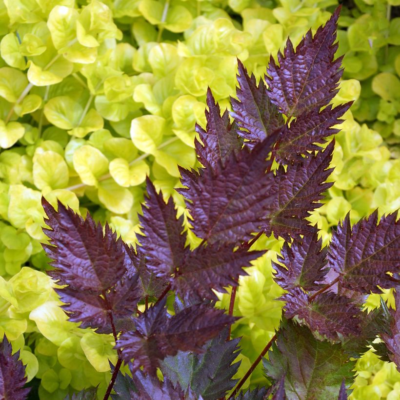 Astilbe japonica Delft Lace (Folhagem)
