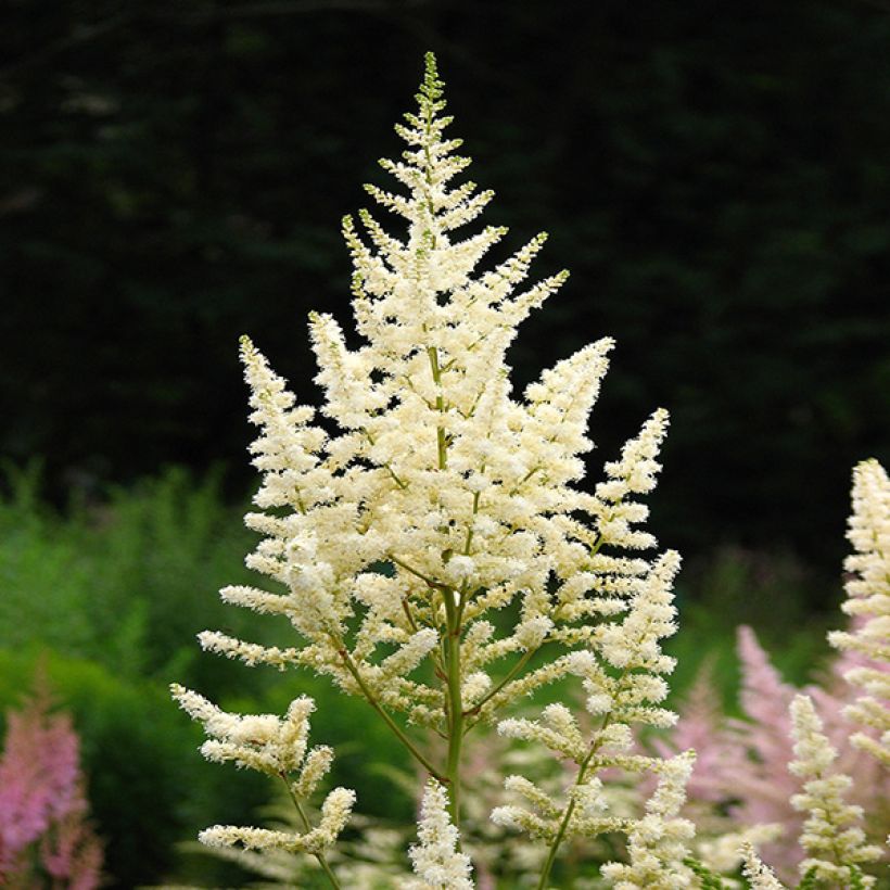 Astilbe japonica Deutschland (Floração)