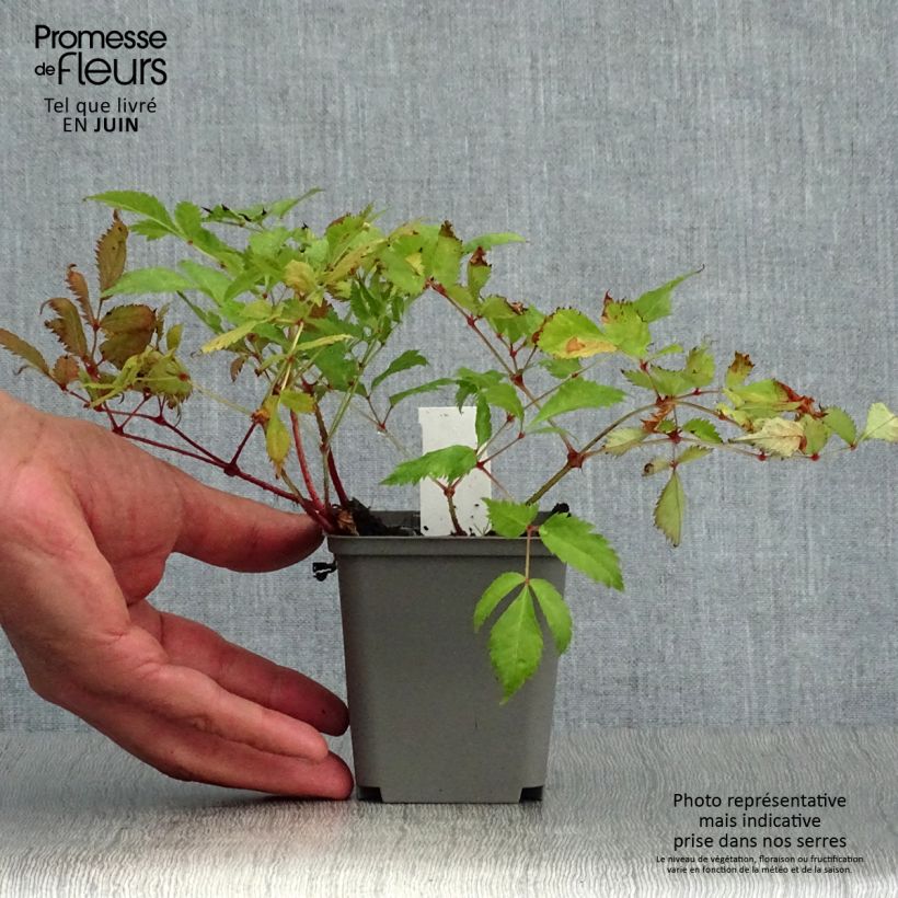 Amostra de Astilbe japonica Deutschland Vaso de 8/9 cm tal como entregue no verão