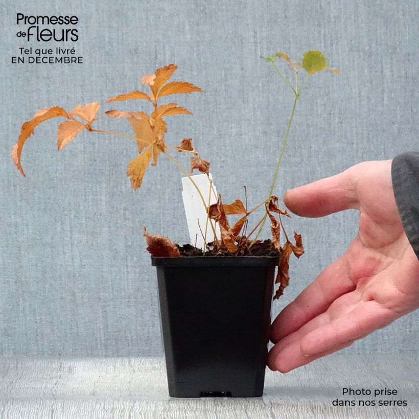 Amostra de Astilbe japonica Deutschland Vaso de 8/9 cm tal como entregue no inverno