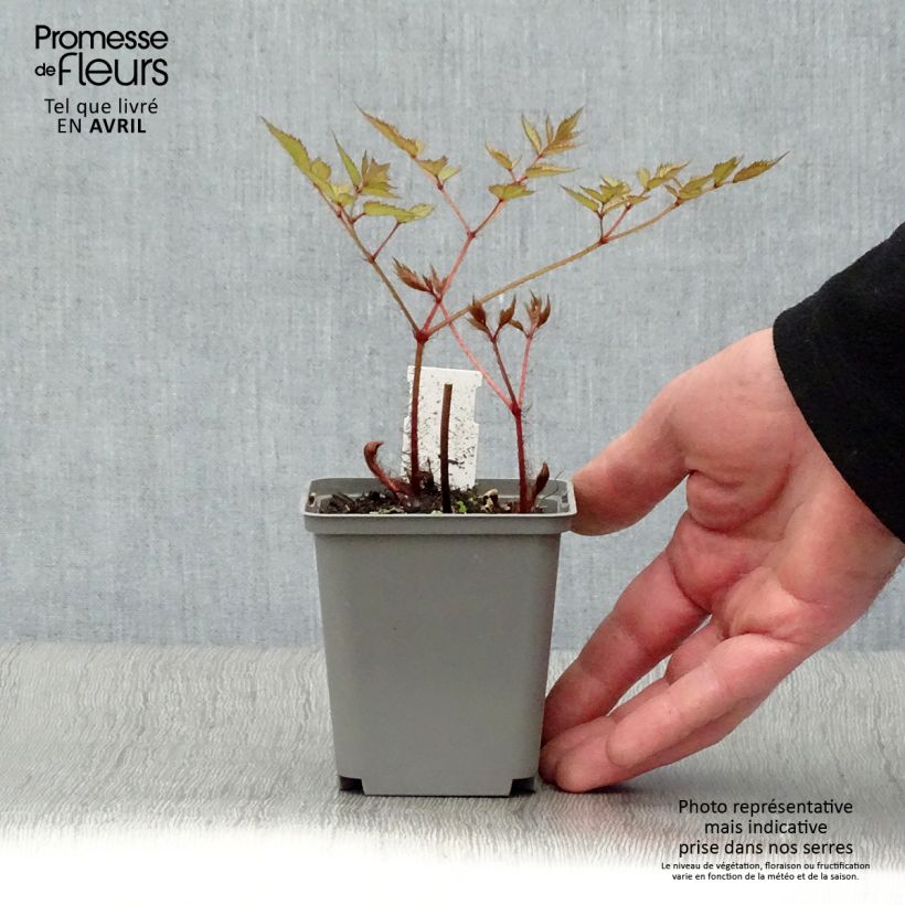 Amostra de Astilbe japonica Deutschland Vaso de 8/9 cm tal como entregue na primavera