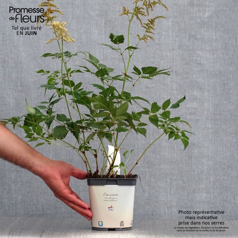 Amostra de Astilbe japonica Deutschland Vaso de 2 L/3 L tal como entregue no verão