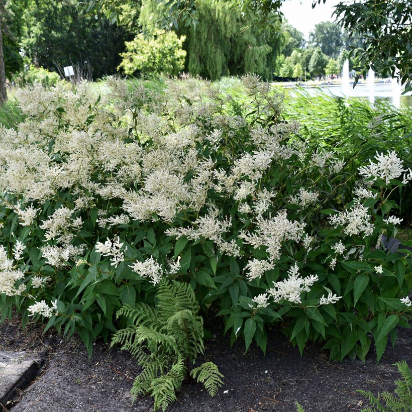 Astilbe japonica Deutschland (Hábito)