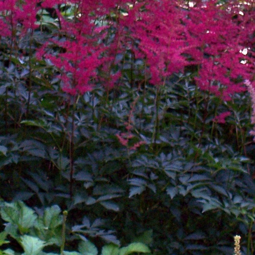 Astilbe japonica Montgomery (Folhagem)
