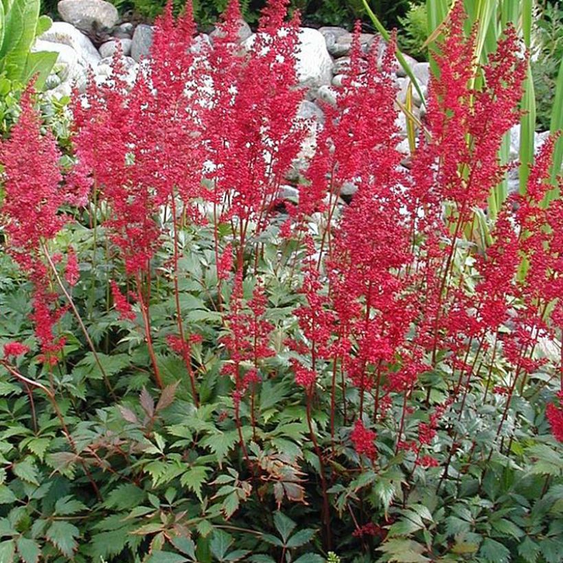 Astilbe japonica Montgomery (Hábito)