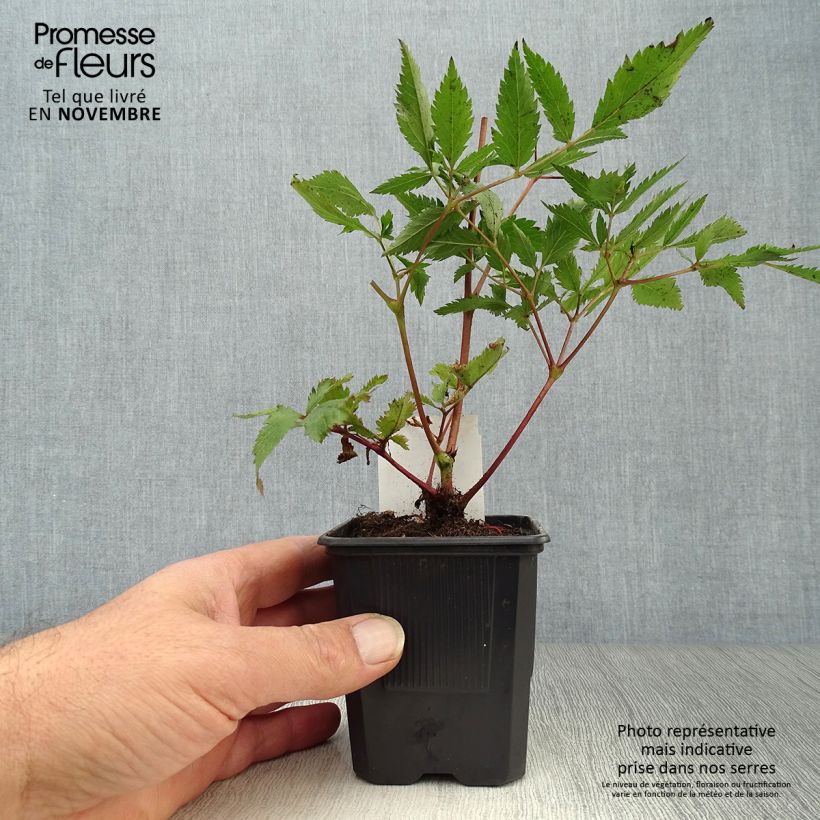 Amostra de Astilbe japonica Montgomery Vaso de 8/9 cm tal como entregue no outono