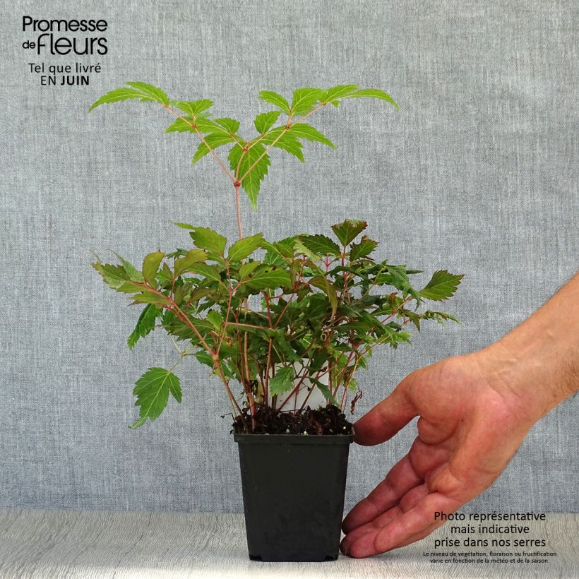 Amostra de Astilbe japonica Montgomery Vaso de 8/9 cm tal como entregue no verão