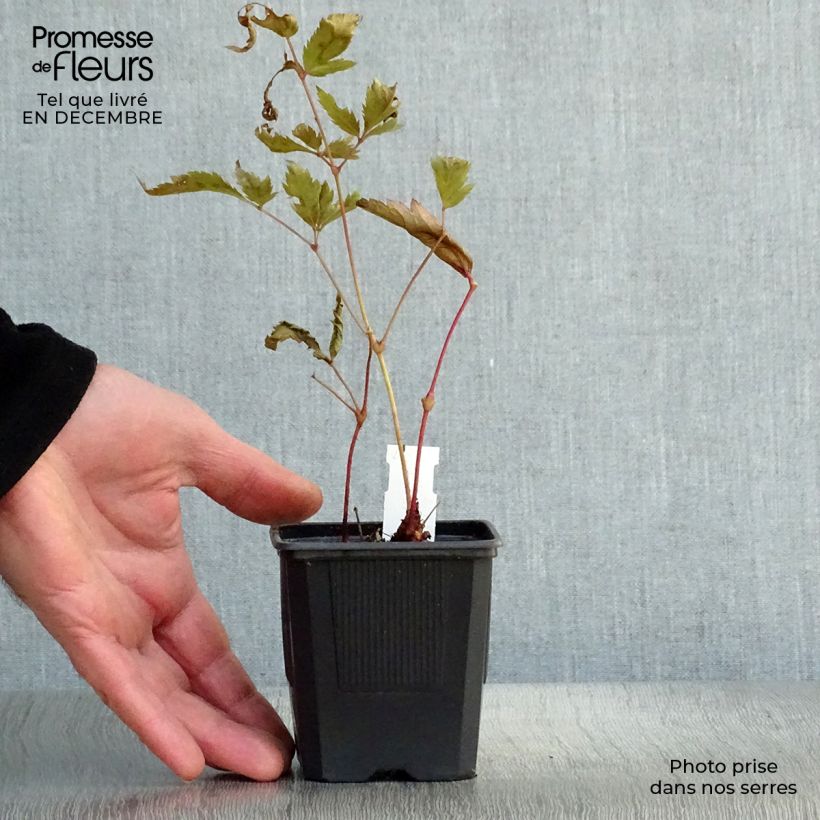 Amostra de Astilbe japonica Montgomery Vaso de 8/9 cm tal como entregue no inverno