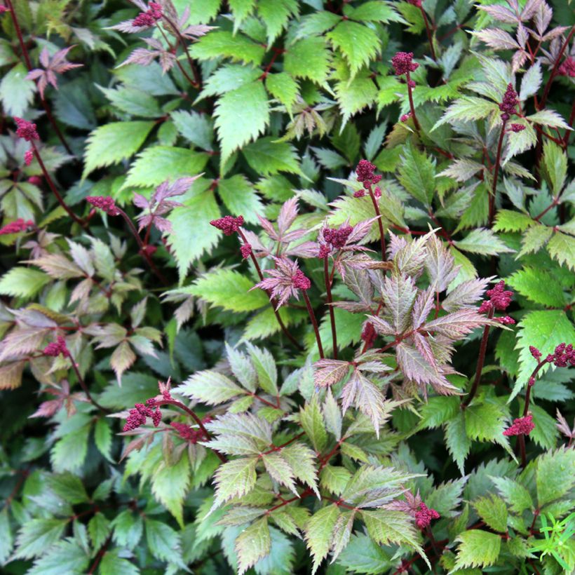 Astilbe japonica Montgomery (Folhagem)