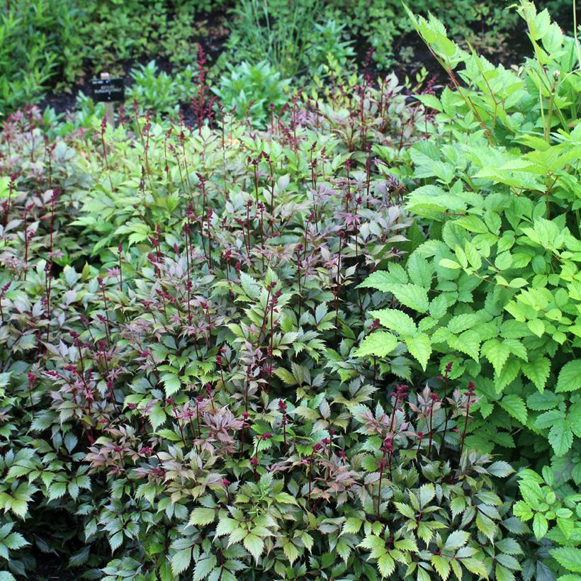 Astilbe japonica Montgomery (Hábito)