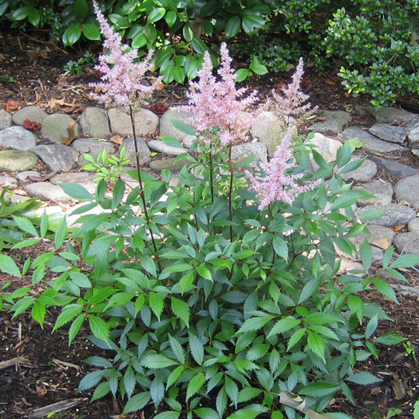 Astilbe japonica Peach Blossom (Hábito)
