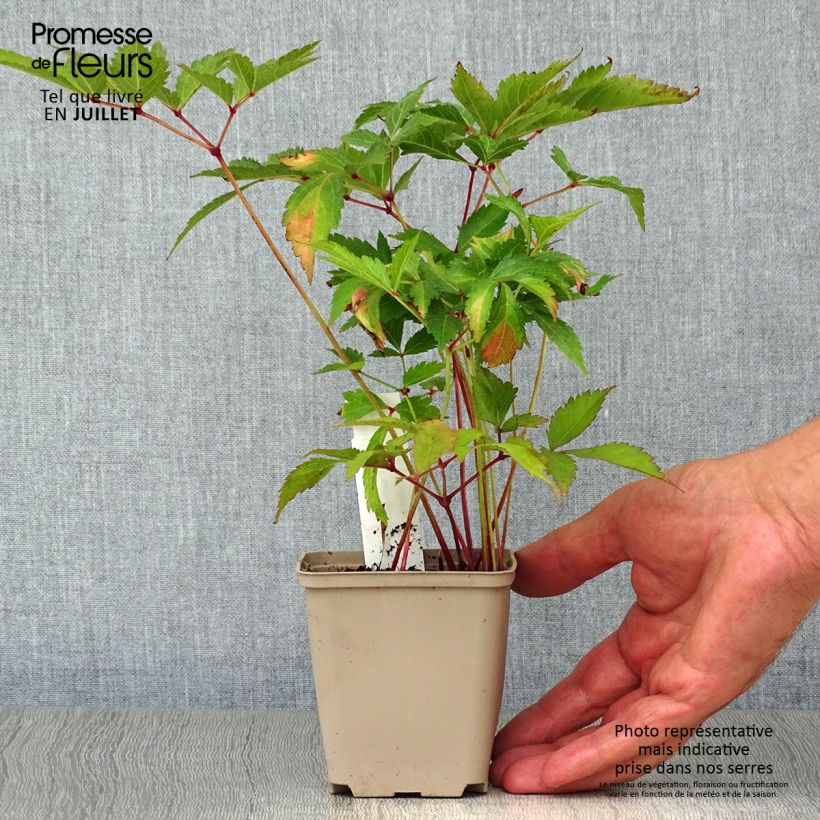 Amostra de Astilbe japonica Peach Blossom Vaso de 8/9 cm tal como entregue no verão