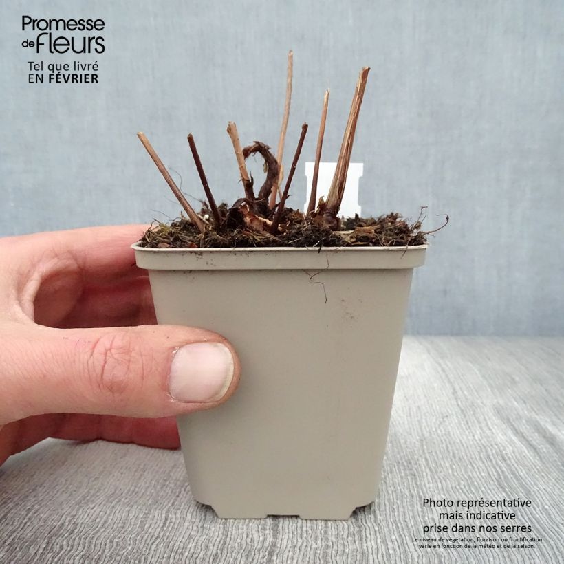 Amostra de Astilbe japonica Peach Blossom Vaso de 8/9 cm tal como entregue no inverno