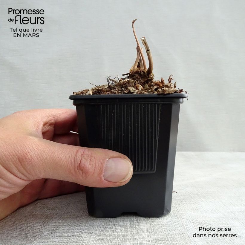 Amostra de Astilbe japonica Peach Blossom Vaso de 8/9 cm tal como entregue na primavera