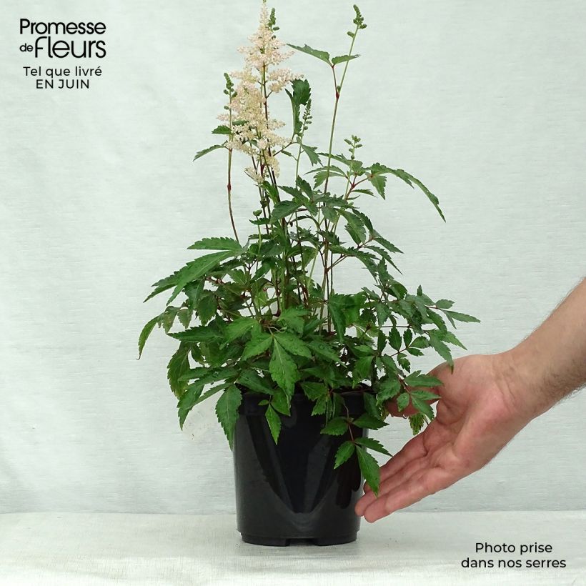 Amostra de Astilbe japonica Peach Blossom Vaso de 1,5 L/2 L tal como entregue no verão