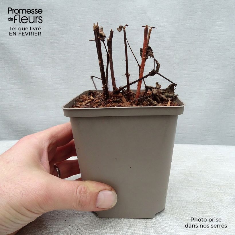 Amostra de Astilbe japonica Red Sentinel Vaso de 8/9 cm tal como entregue no inverno