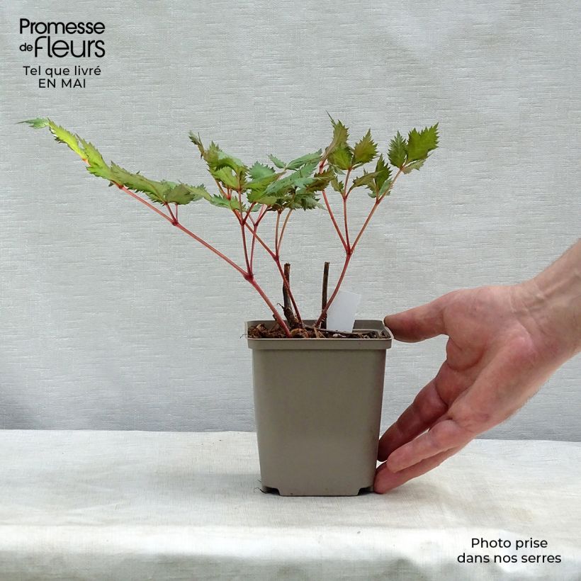 Amostra de Astilbe japonica Red Sentinel Vaso de 8/9 cm tal como entregue na primavera