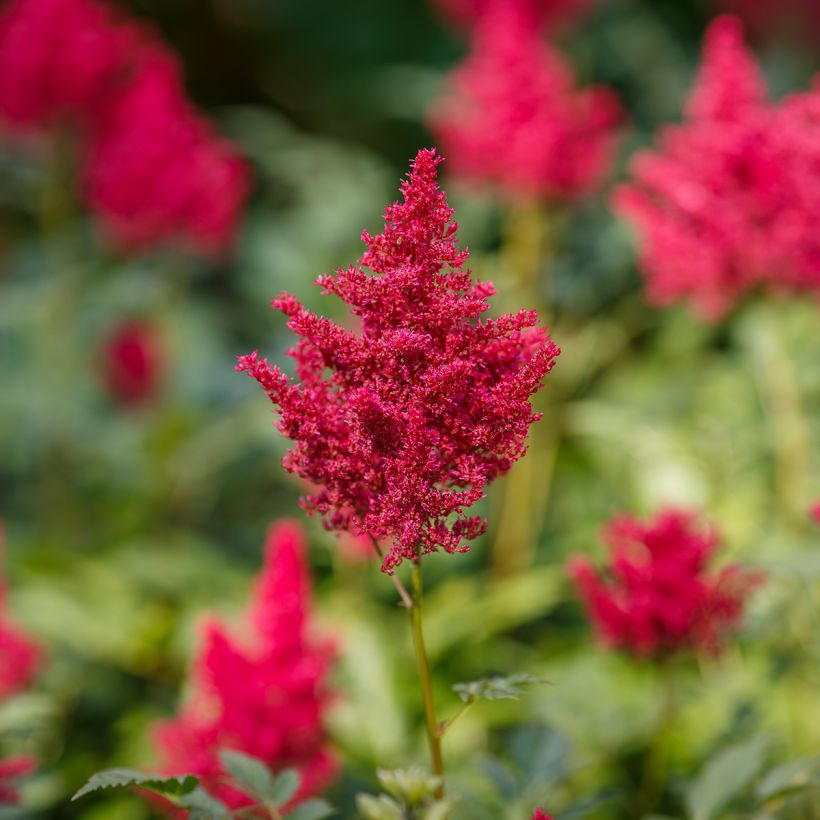 Astilbe japonica Red Sentinel (Floração)