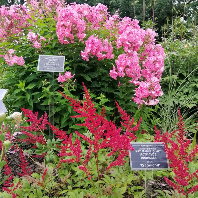 Astilbe japonica Red Sentinel (Hábito)