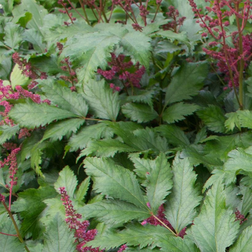 Astilbe japonica Red Sentinel (Folhagem)