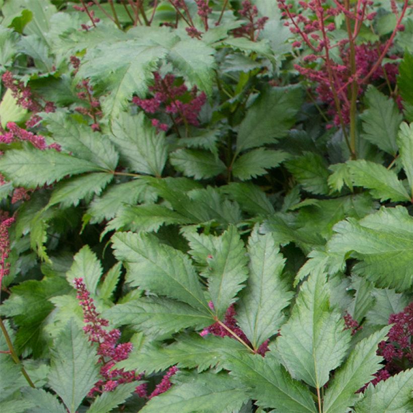 Astilbe japonica Vesuvius (Folhagem)