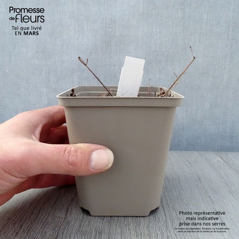 Amostra de Astilbe japonica Vesuvius Vaso de 8/9 cm tal como entregue na primavera