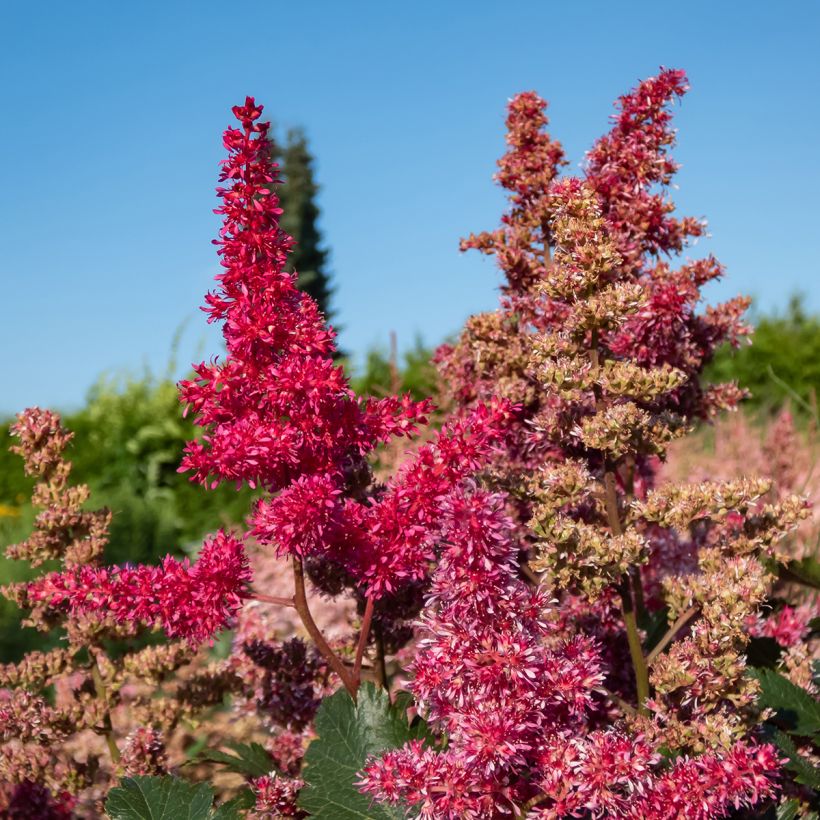 Astilbe japonica Vesuvius (Floração)