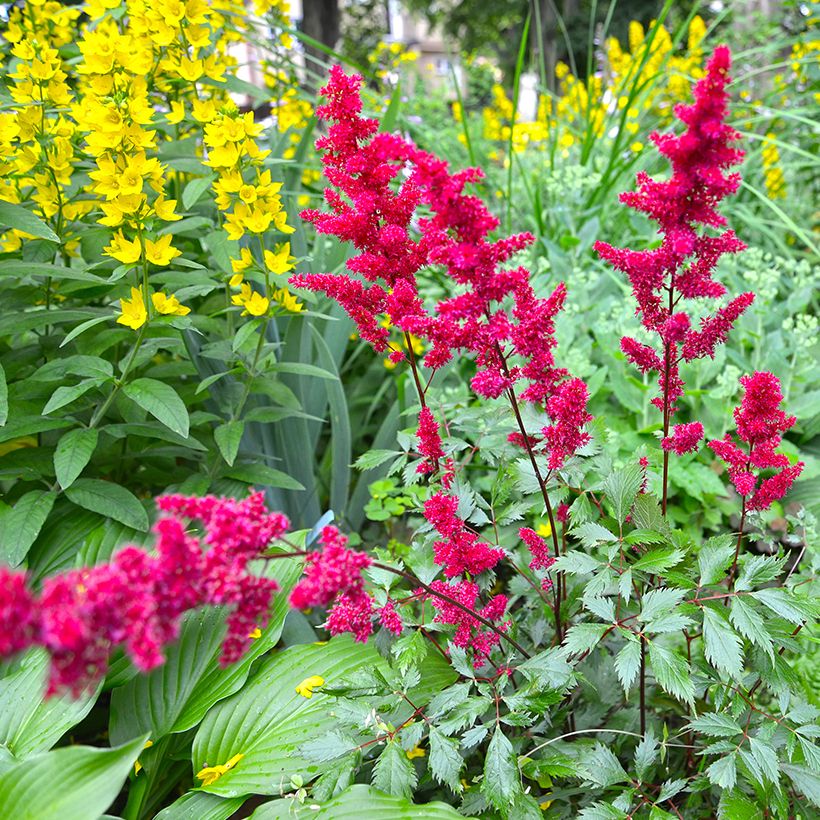 Astilbe japonica Vesuvius (Hábito)