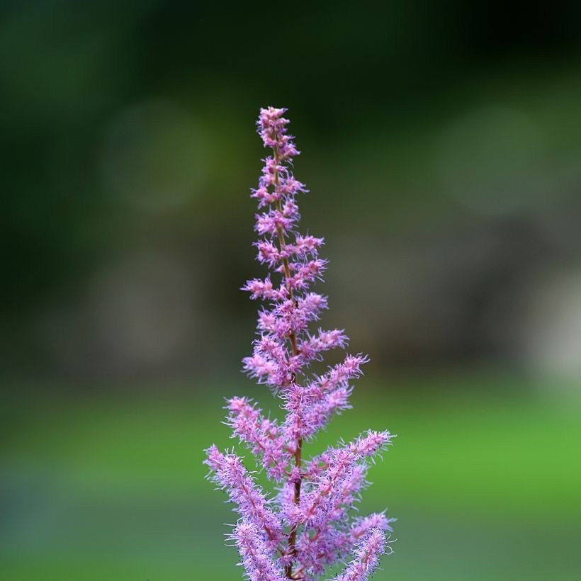 Astilbe rivularis var. myriantha (Floração)