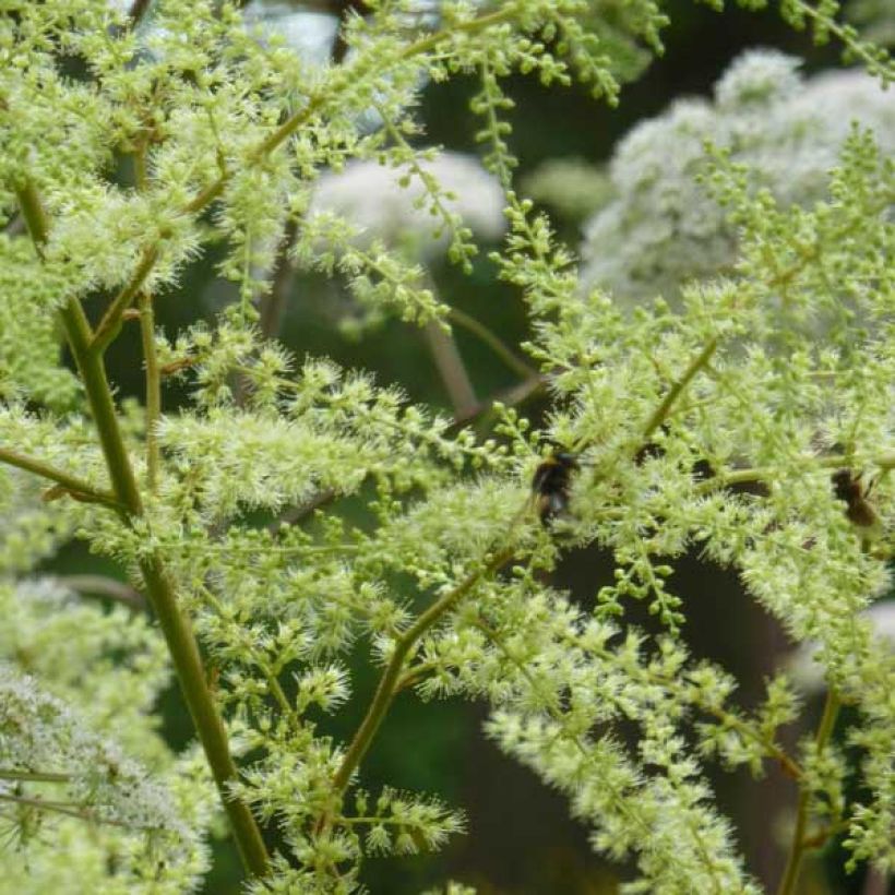 Astilbe rivularis Grandiflora (Floração)