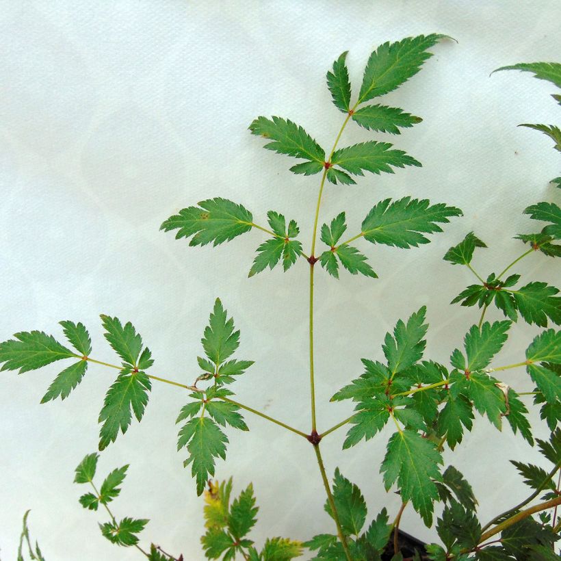 Astilbe simplicifolia Hennie Graafland (Folhagem)