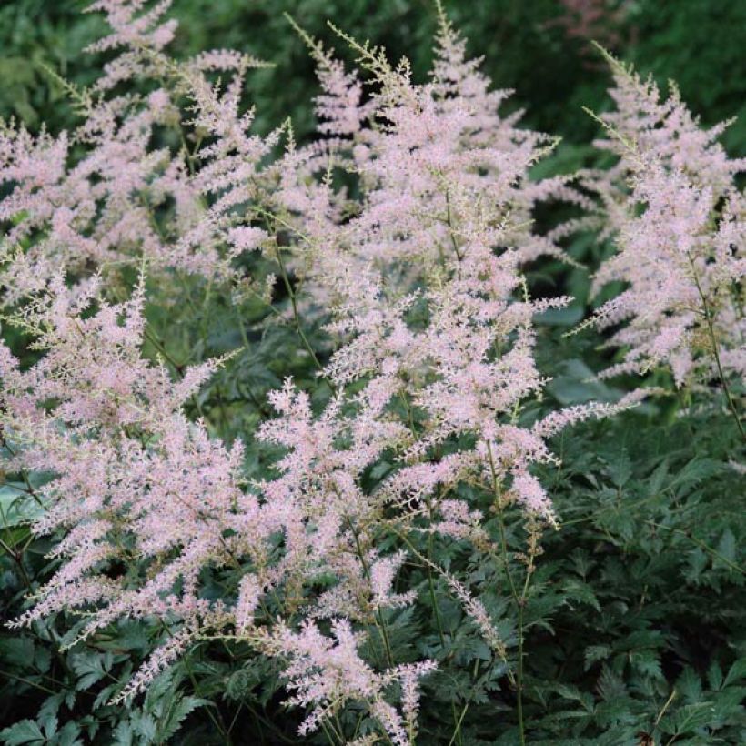 Astilbe simplicifolia Hennie Graafland (Floração)